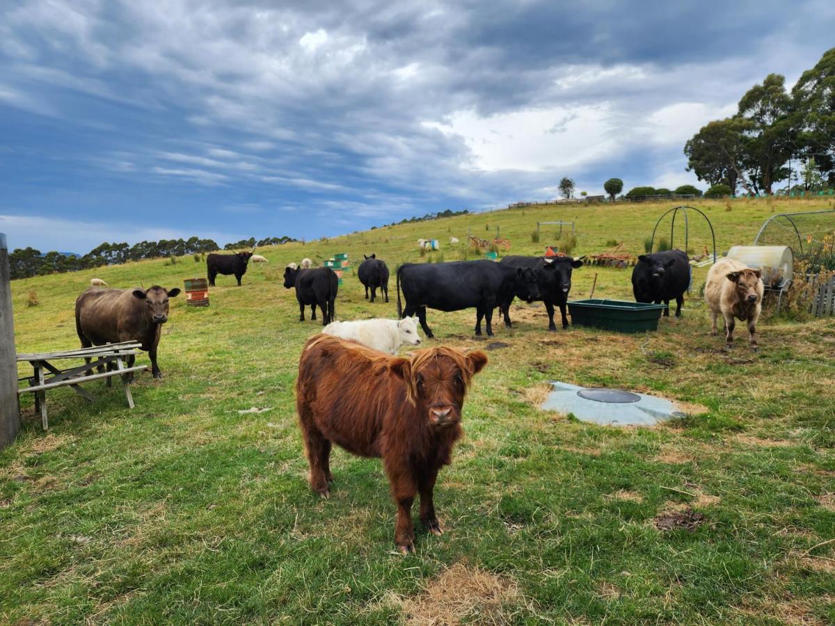 Ruby'S Cottage Farm Stay Port Arthur Exterior foto